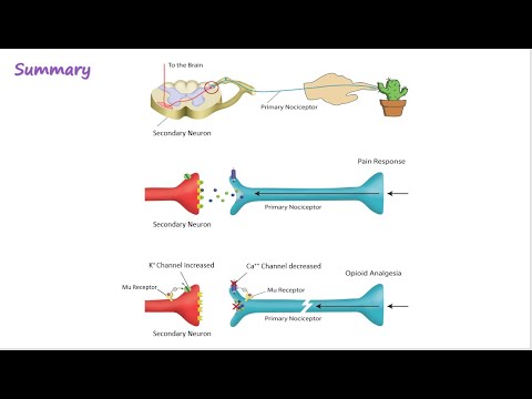 Opioid Mechanism of Action