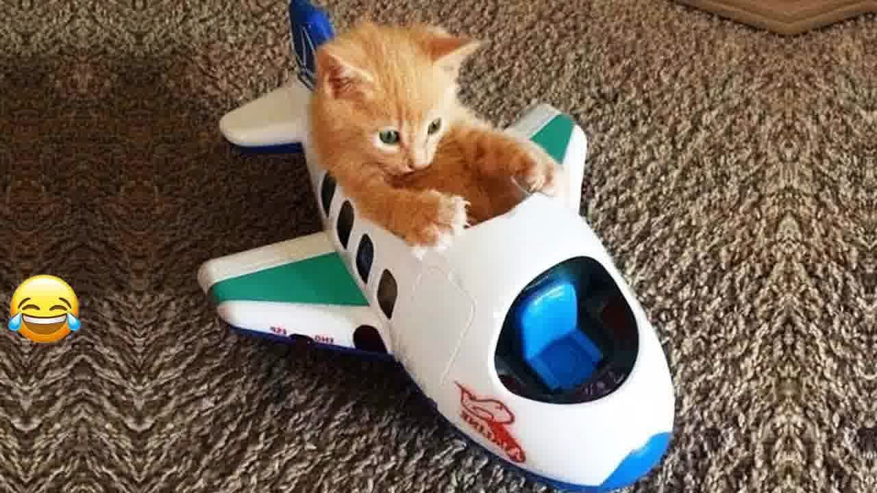 You Laugh You Lose😹Funniest Dogs and Cats 2024😻🐶