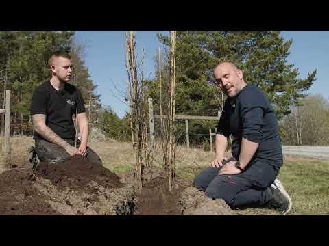 Så planterar du Avenbok barrot.