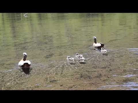Familia Chloephaga poliocephala (Sclater,PL, 1857). Nombre vernacular Canquén , Santuario El Cañi.