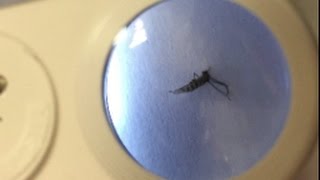 Grow Room Pest Management