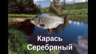 Дема где и на что ловить карася серебряного