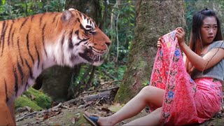 tiger in big jungle the girl afraid of tiger