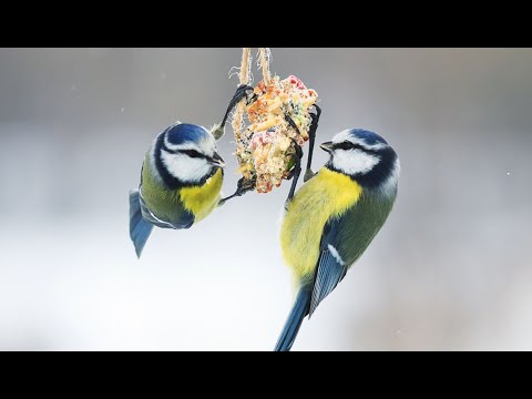 Great Tit - Birds Chirping and Singing || Great Tit song