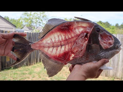 The EASIEST way to clean a Trigger fish