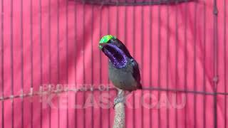 Download lagu SUARA BURUNG KOLIBRI NINJA GACOR FULL ISIAN ROLL TEMBAK !! PANCINGAN KONIN BAHAN AGAR CEPAT EMOSI mp3