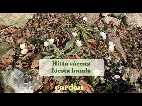 Find spring's first bumblebee - Gardenhacks by GardenR