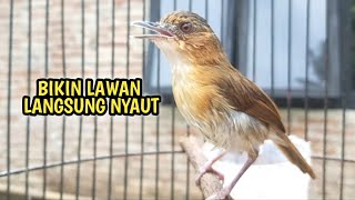 Download lagu TEMBAKAN PELANDUK BUKIT GACOR AMPUH BIKIN LAWAN EMOSI mp3