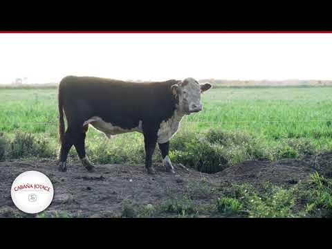 Toros Polled Hereford y Angus Puros de Pedigree