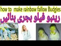how to get Fellow rainbow Budgies | urdu hindi