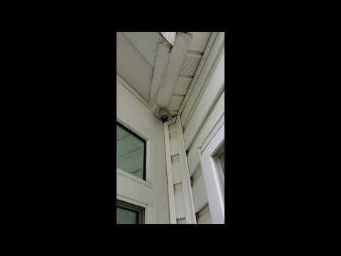 Bald Faced Hornets in Deal, NJ