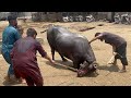 Slaughter House Bhains Colony Karachi Ll Anari Qasai 2025 Qurbani Buffalo Camel Cow Farming