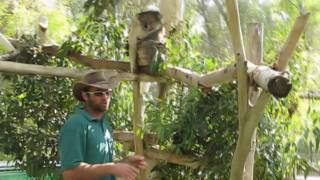 preview picture of video 'Gan Garoo - Australian Zoo - at Kibbutz Nir David near Beit Shean Israel'