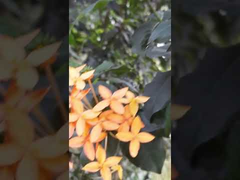 #chineseixora||orange colour||Suja Pavithran #shorts