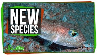 A Song of Ice and New Species