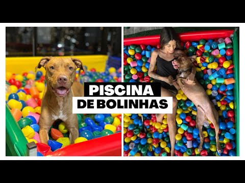 All about my ball pit | pet ball pit