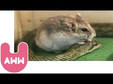 חיות מאמצות גורים של אחרים - מקסים!