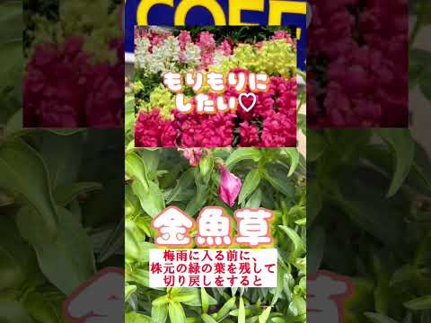 成長している白牡丹 かわいい花の香り