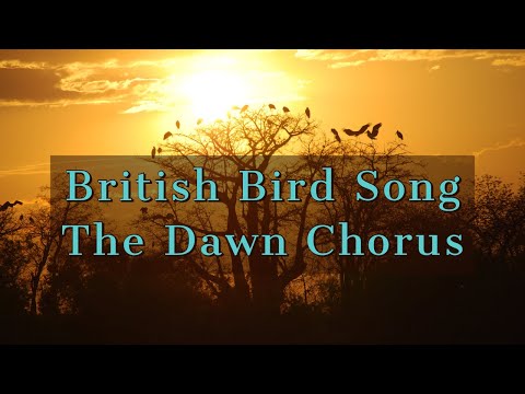 British Bird Song - The Dawn Chorus in High Quality Audio. Peaceful, Relaxation, Nature, Meditation