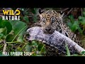 WILD AMAZON Mysteries Of The Ultimate Predators Animal Documentary