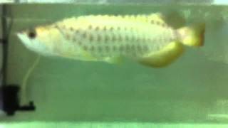 Arowana golden head