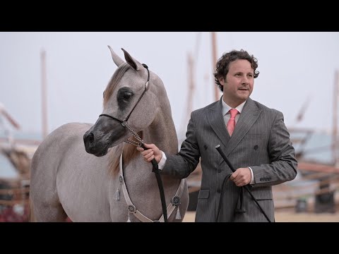 LATEEN AL DANAT - Silver Champion Yearling Filly, KIAHF 2023 Peninsula Show