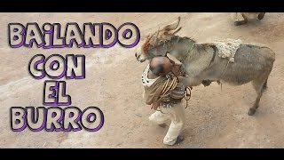 preview picture of video 'burro y hombre bailando - Qori Champaco 2014 - bailando con el burro'