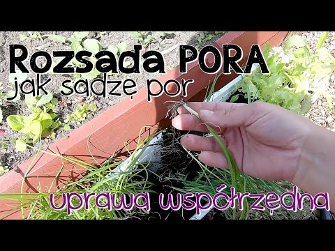 , title : 'POR UPRAWA. JAK SADZIĆ POR. ROZSADA PORA. UPRAWA WARZYW, uprawa współrzędna | www.Kasia.in'