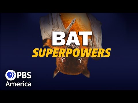 Bat Superpowers (2021) | Full Documentary | NOVA