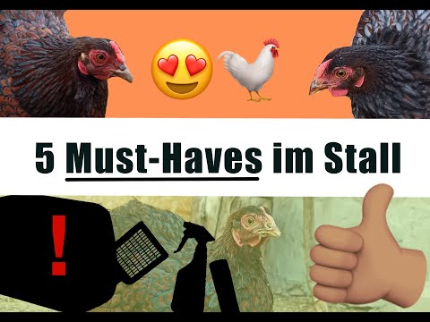 5 Hühner Must-Haves