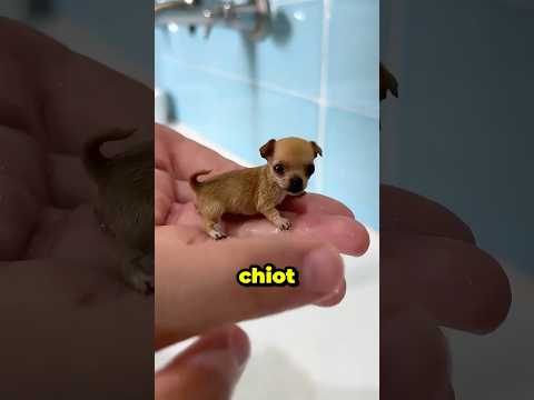 Un chiot de la taille d'un pouce prend son premier bain tout en douceur 😭💔🙏