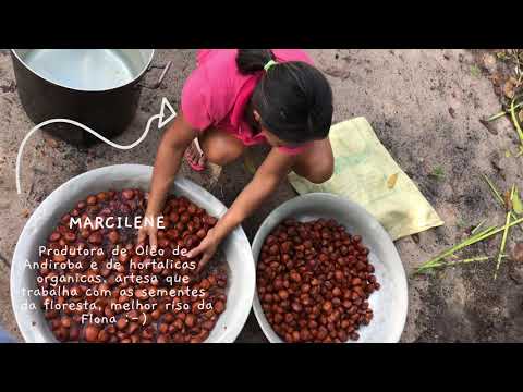 Produção artesanal de Óleo de Andiroba na FLONA - Production artisanales d'huile d'Andiroba