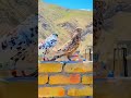 Top 3 Pigeons Pigeon Fancybird Top1 Short Video Short Fancy Kabutar Pigeon Superman