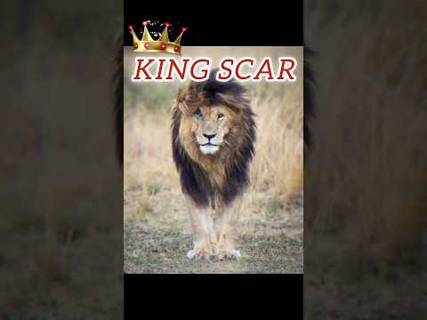 ये है असली राजा KING SCAR part-2  /KING SCAR #shorts #facts #amazingfacts