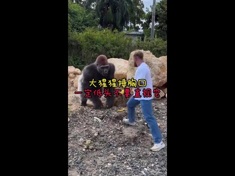 大猩猩躲雨的樣子跟人類一模一樣 #動物的迷惑行為 #銀背大猩猩 #神奇動物 #動物趣事搞笑