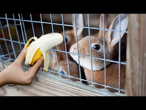 Watch these shelter bunnies react to banana for the first time!