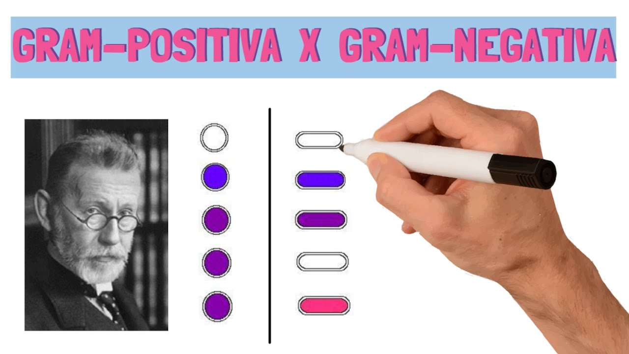 Coloração De Gram | Bactérias Gram-Positivas e Gram-Negativas | Microbiologia