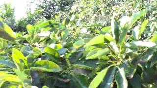 avocado hass 24 low  branching