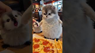 Download lagu Sweet Penguin Wedding 💍 Then Chaos with Their Baby Penguins & Angel Cat Uncle! 🐧🐱 #Shorts #penguins mp3 Download lagu Sweet Penguin Wedding 💍 Then Chaos with Their Baby Penguins & Angel Cat Uncle! 🐧🐱 #Shorts #penguins mp3