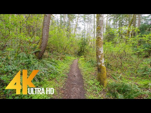 4K Forest Walk along Licorice Fern Trail, Issaquah Area - Short Version with Nature Sounds