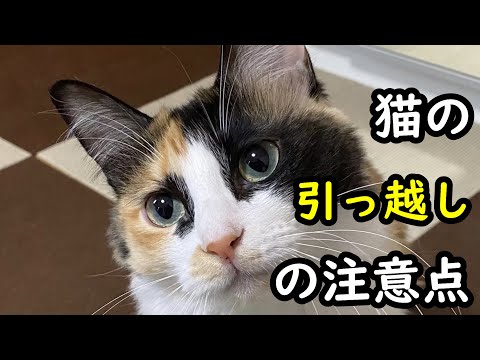 猫が新しい家に慣れるまでどれくらい時間がかかりますか?