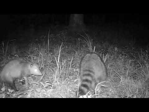 Raccoon and Opossum Fight