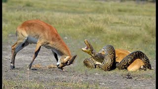 Amazing Deer Attacks Giant Python To Rescue Her Baby