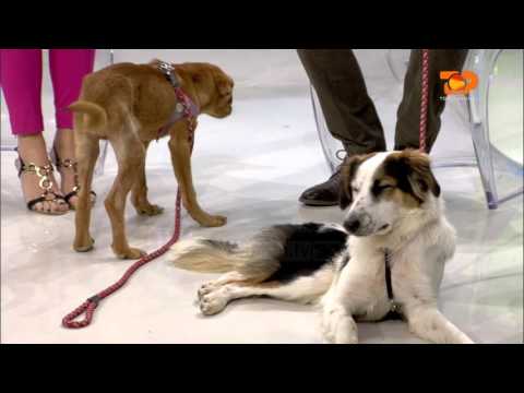 Ne Shtepine Tone, 11 Shkurt 2016, Pjesa 1 - Top Channel Albania - Entertainment Show