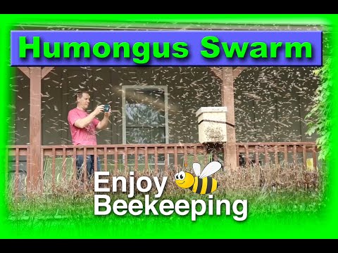 04 06 2023 A Humongus Swarm