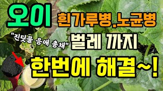 오이호박참외 흰가루병 노균병 그냥 두면 폭망 이렇게 해주면 응애진딧물총채까지 한방에 해결 #흰가루병 #노균병