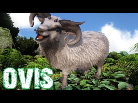 COMO TAMEAR UNA OVIS / VAGA