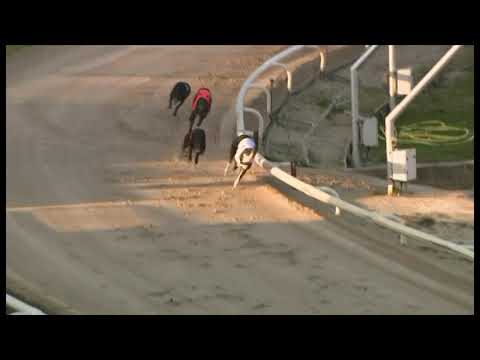 Droopys Denny - Coral Regency - Heat 1