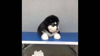 Alaskan Malamute Puppies Videos