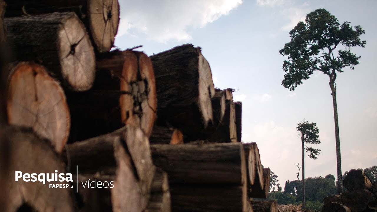 Como madeira nobre é extraída ilegalmente na Amazônia